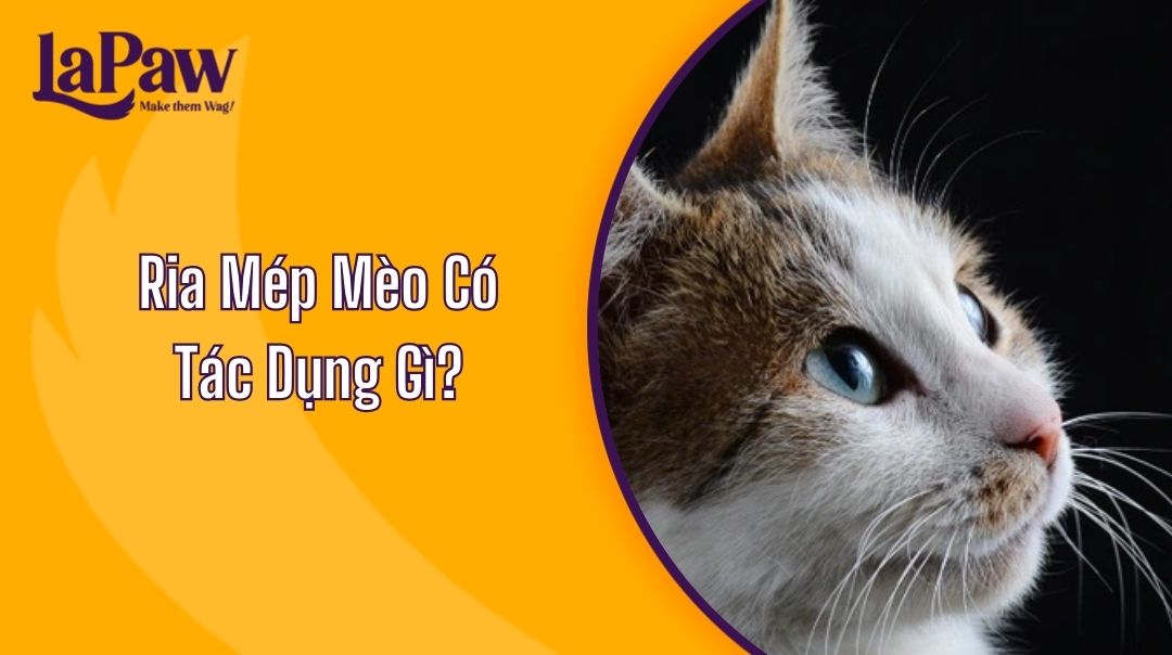 Ria Mép Mèo Có Tác Dụng Gì?