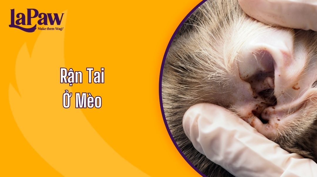 rận tai ở mèo