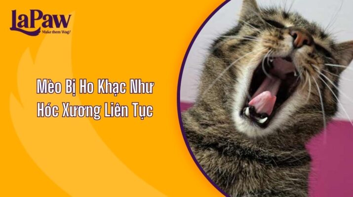 Mèo Bị Ho Khạc Như Hóc Xương Liên Tục