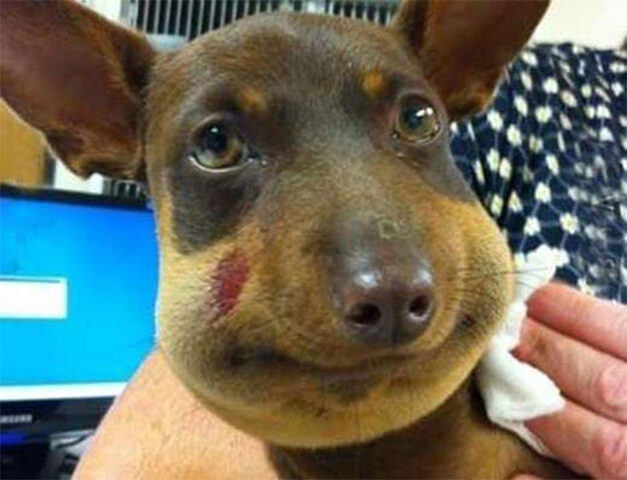 Vì sao chó dễ bị ong đốt?