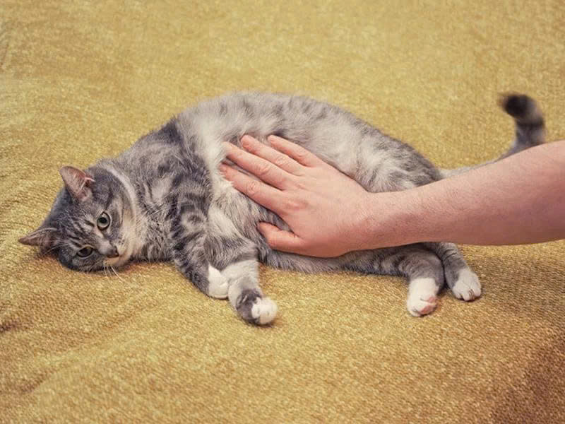 Vì sao mèo dễ bị giun sán?