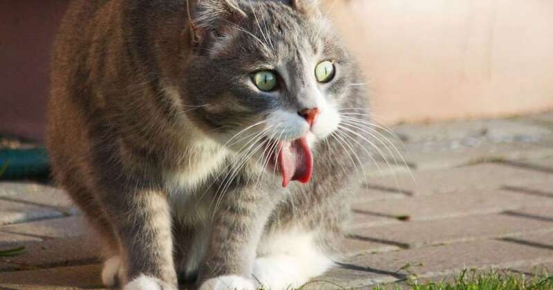 Vì sao mèo bị ho khạc như hóc xương liên tục?