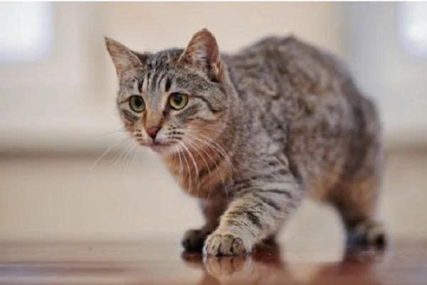 Cách xử lý khi mèo bị gù lưng