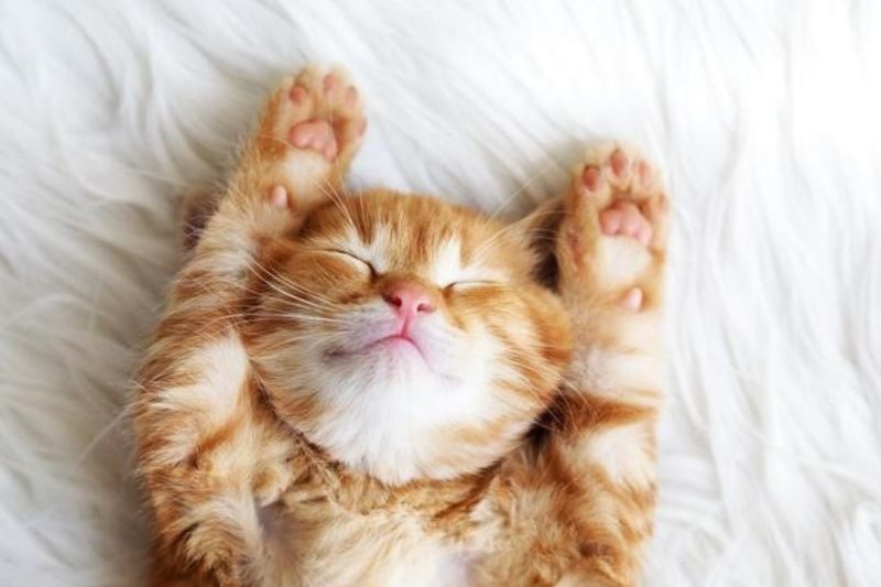 Cách phòng ngừa mèo bị suy gan