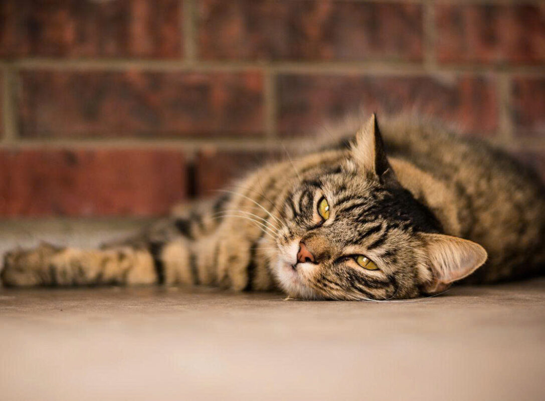 Dấu hiệu mèo bị giun sán dễ nhận biết nhất