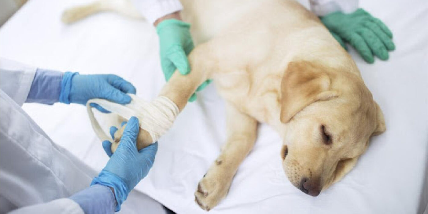 Dấu hiệu nhận biết chó bị gãy chân