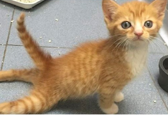 Dấu hiệu nhận biết mèo con bị gãy xương