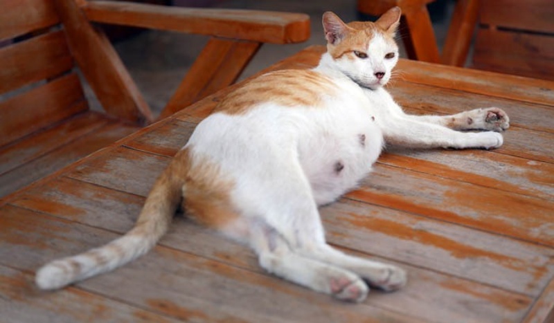 Dấu hiệu nhận biết mèo sắp chuyển dạ