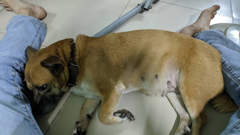 Dấu hiệu nhiễm giun sán chó