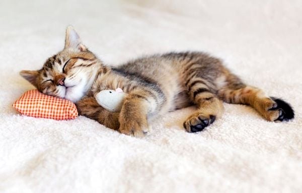 Gan của mèo có vai trò gì?