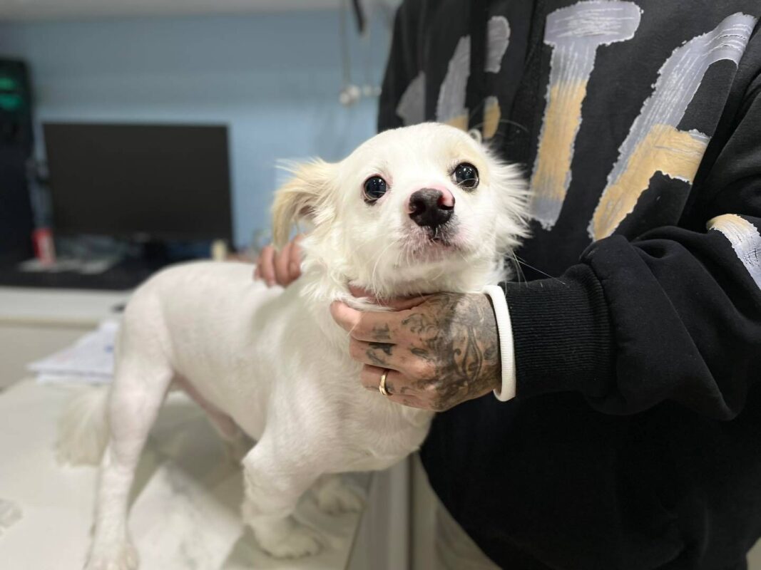 Hướng dẫn vắt tuyến hôi cho chó tại nhà