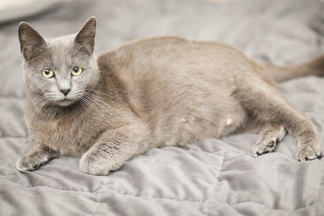 Mèo mang thai bao lâu thì bắt đầu chuyển dạ?