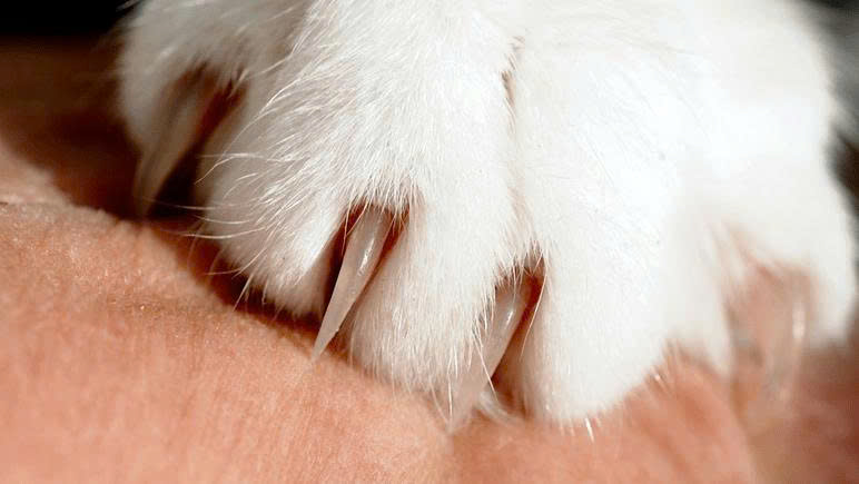 Nguyên nhân khiến mèo bị gãy móng