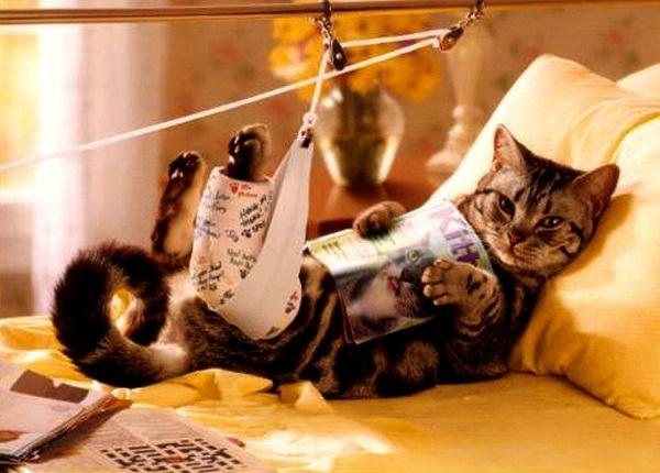 Nguyên nhân khiến mèo bị gãy xương