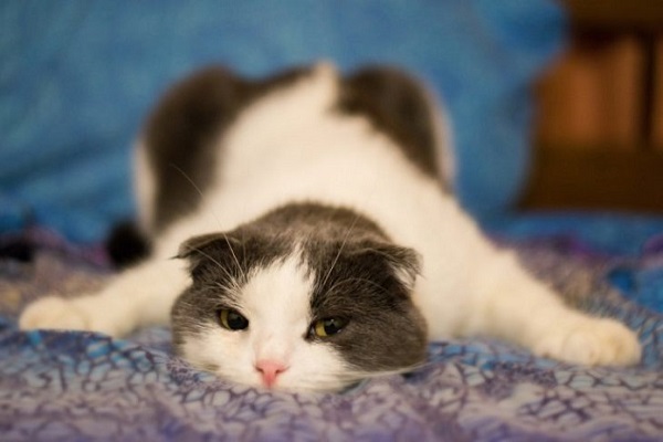 Nguyên nhân mèo bị bệnh tim