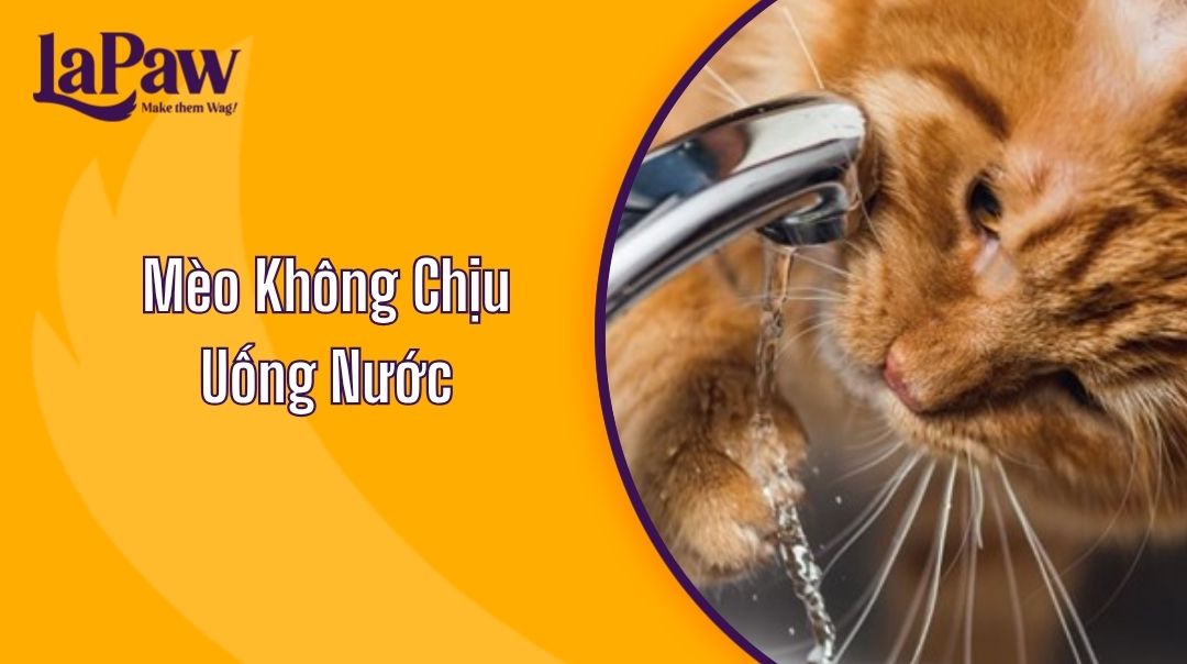 Mèo Không Chịu Uống Nước