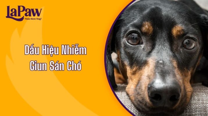 Dấu Hiệu Nhiễm Giun Sán Chó