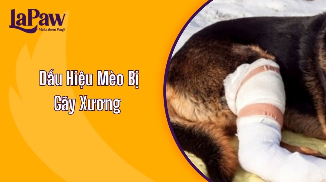 Dấu hiệu mèo bị gãy xương