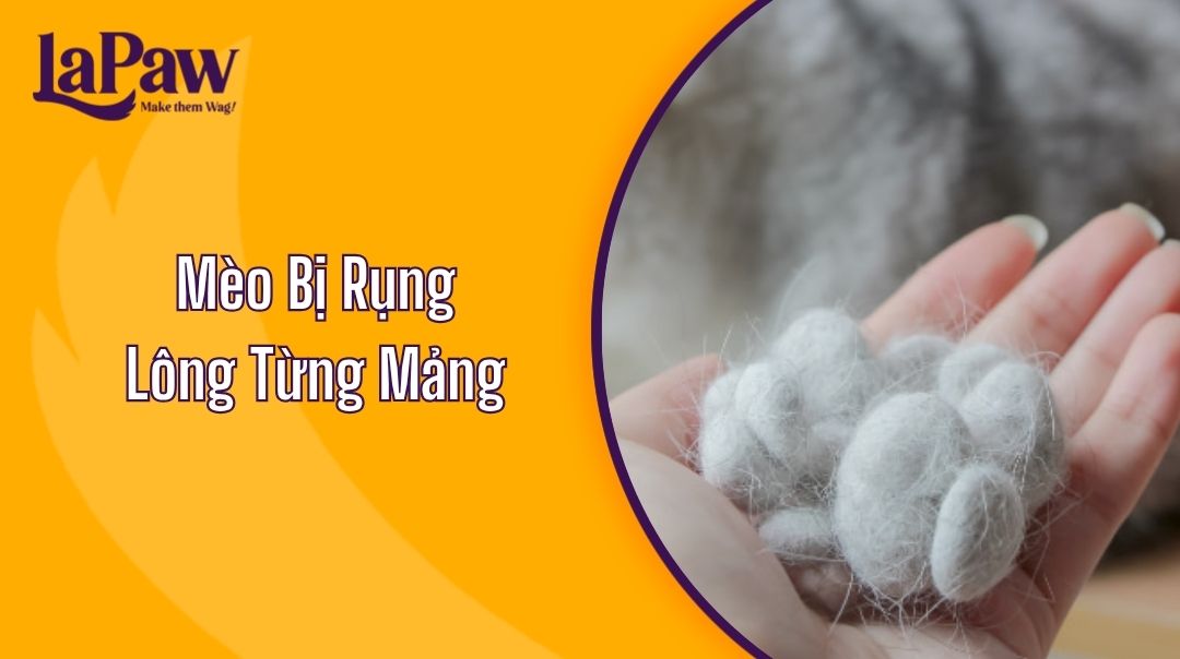 Nguyên Nhân Mèo Bị Rụng Lông Từng Mảng