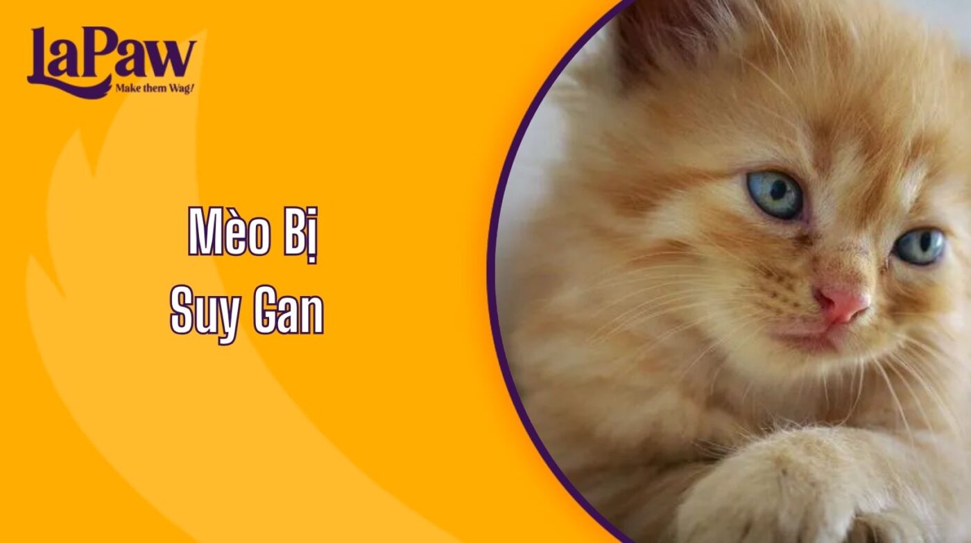 Mèo Bị Suy Gan