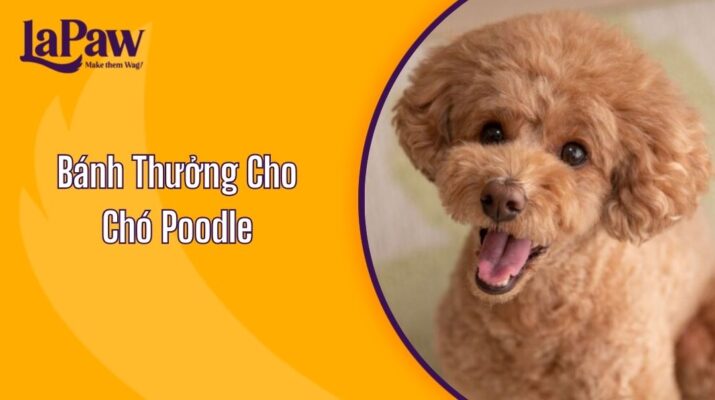 bánh thưởng cho chó poodle