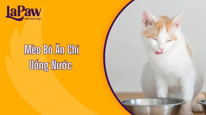 Mèo Bỏ Ăn Chỉ Uống Nước Và Cách Xử Lý Hiệu Quả