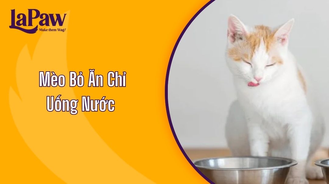 Mèo Bỏ Ăn Chỉ Uống Nước Và Cách Xử Lý Hiệu Quả