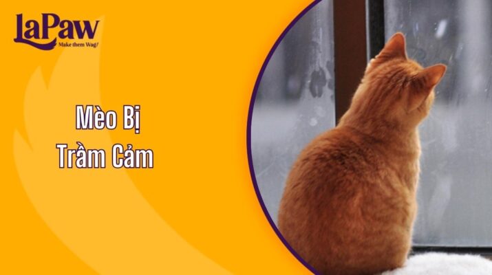 mèo bị trầm cảm