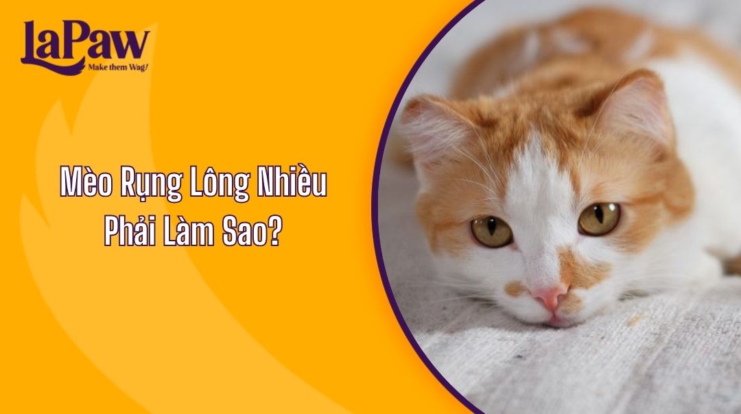 Mèo Rụng Lông Nhiều Phải Làm Sao?