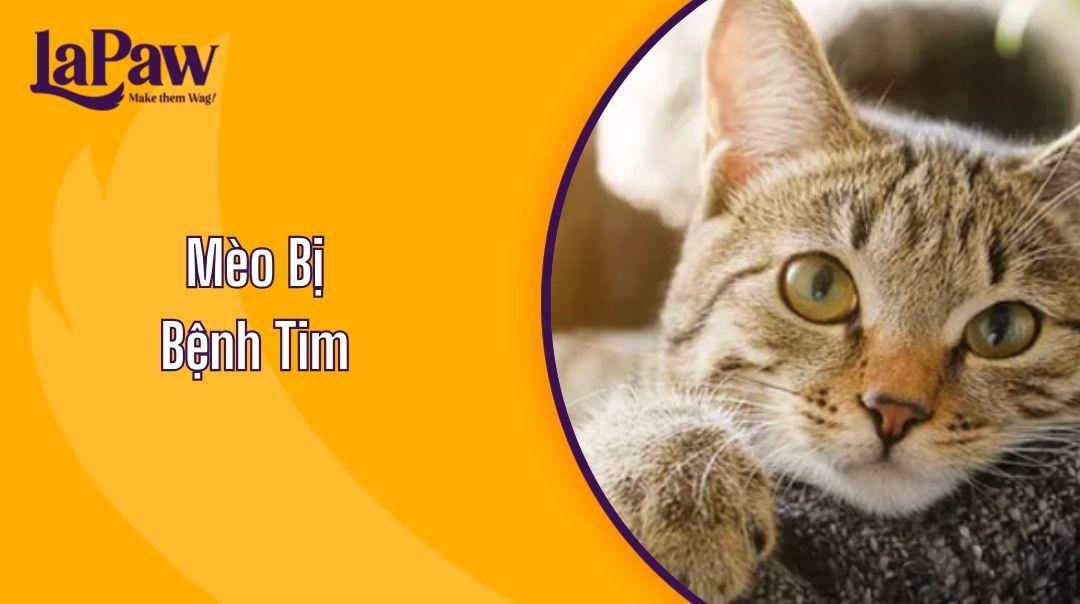 Mèo Bị Bệnh Tim