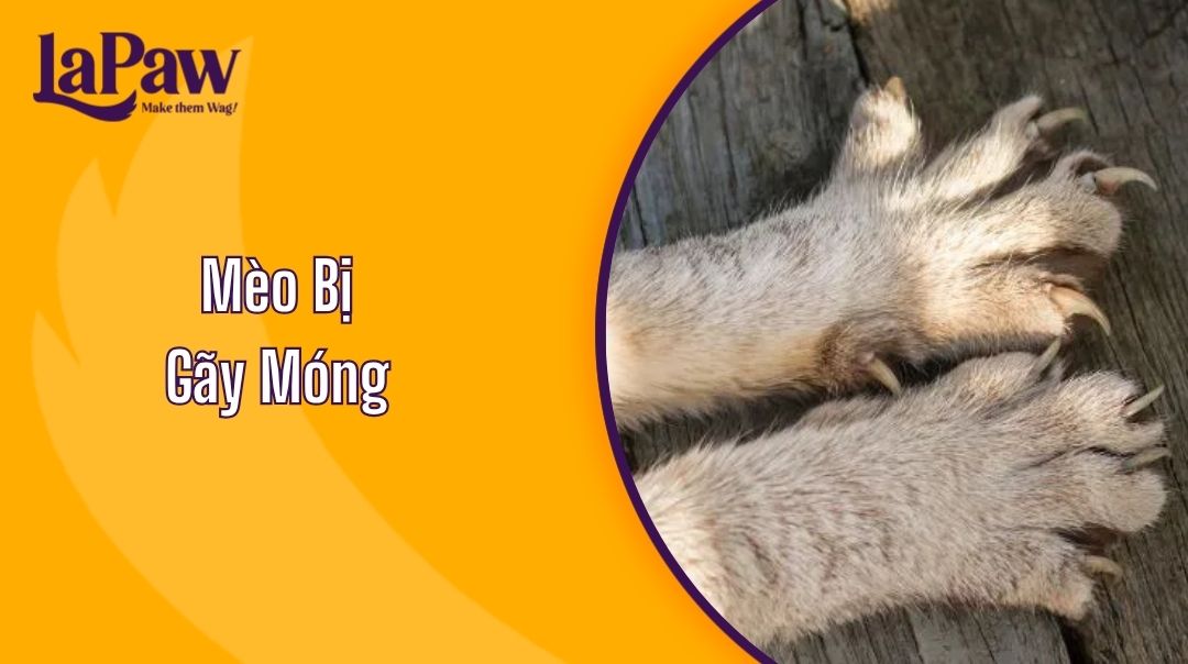 Mèo Bị Gãy Móng