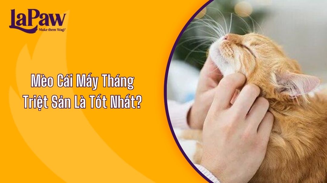 Mèo Cái Mấy Tháng Triệt Sản Là Tốt Nhất?