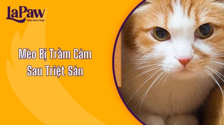 Mèo Bị Trầm Cảm Sau Triệt Sản