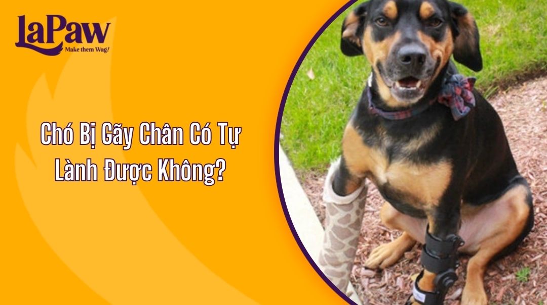 Chó Bị Gãy Chân Có Tự Lành Được Không?