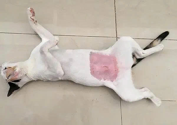 Triệt sản mèo cái là gì và tại sao cần thực hiện?