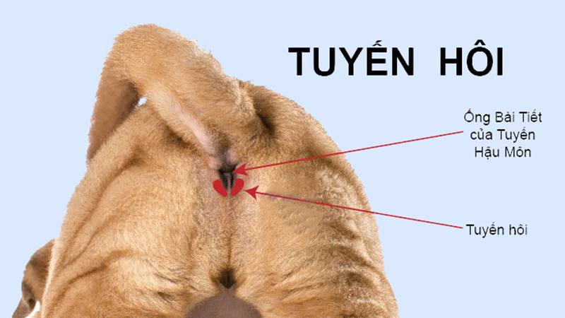 Tuyến hôi ở chó là gì?
