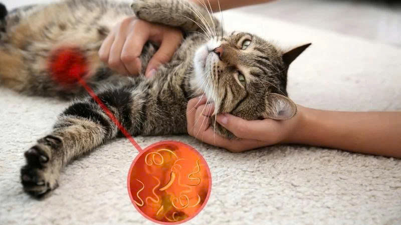 Nguyên nhân mèo bị giun sán