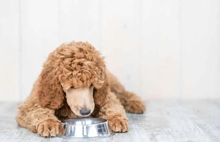 Cách cho Poodle ăn bánh thưởng đúng cách