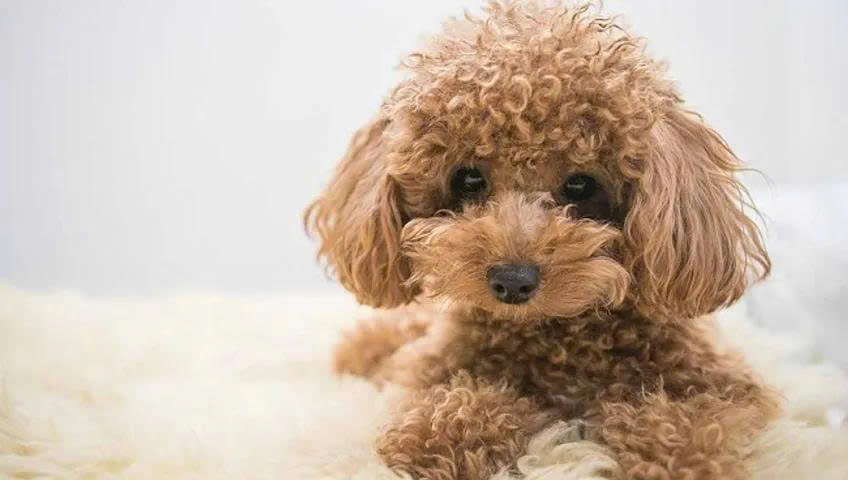 Lợi ích của bánh thưởng cho chó Poodle