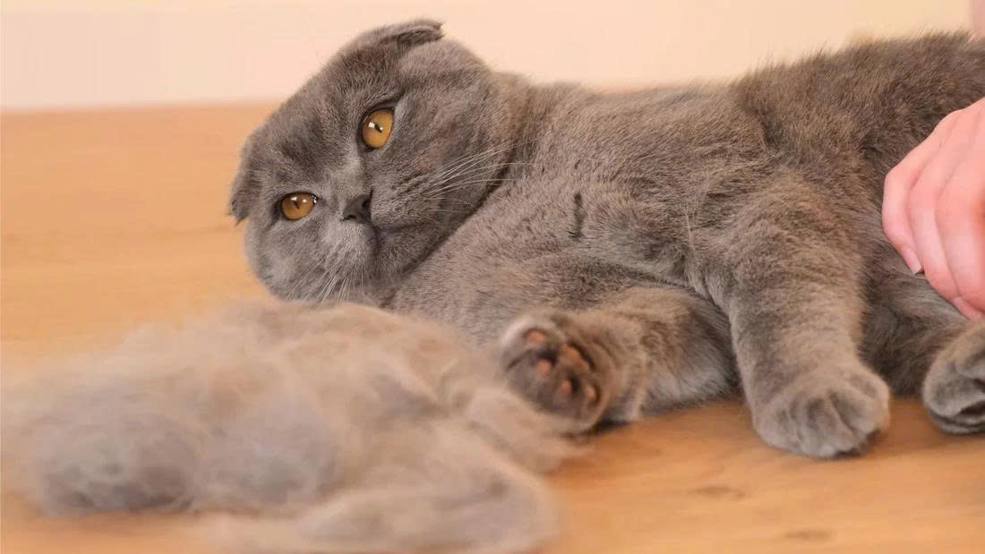 Các biện pháp phòng ngừa mèo rụng lông nhiều