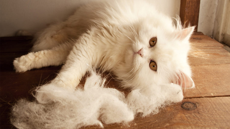 mèo bị rụng lông từng mảng?