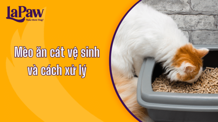 Mèo ăn phải cát vệ sinh
