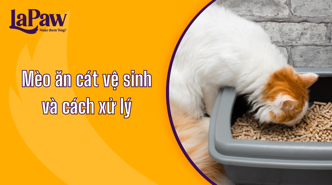 Mèo ăn phải cát vệ sinh
