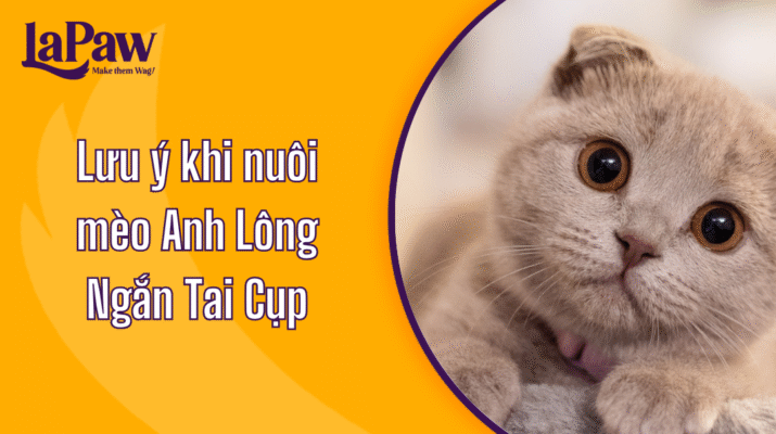mèo anh lông ngắn tai cụp