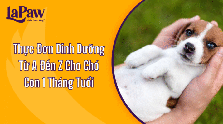 Chó con 1 tháng tuổi