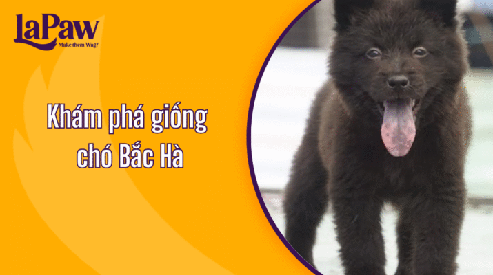 Giống chó Bắc Hà