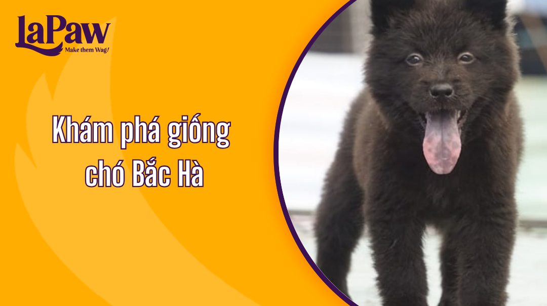 Giống chó Bắc Hà