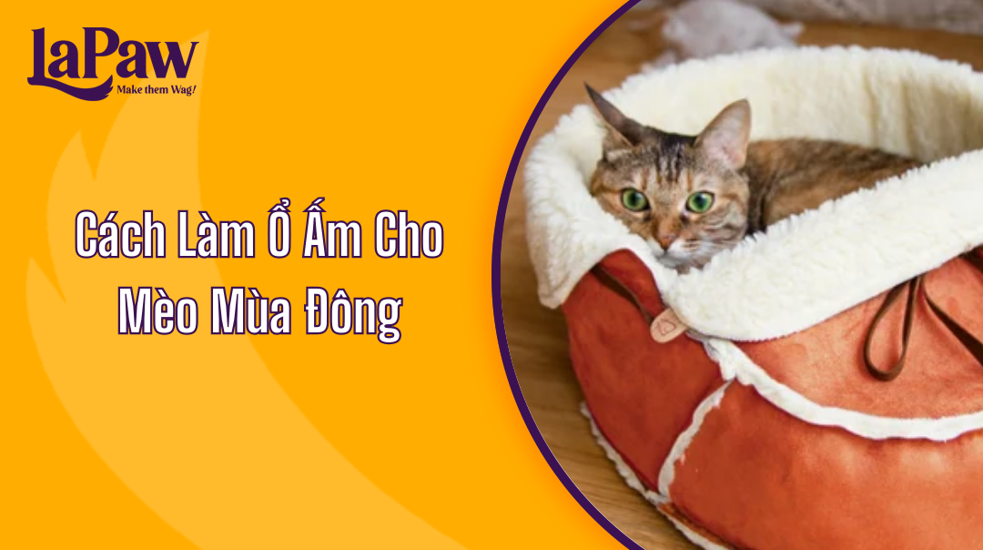 Cách làm ổ ấm cho mèo