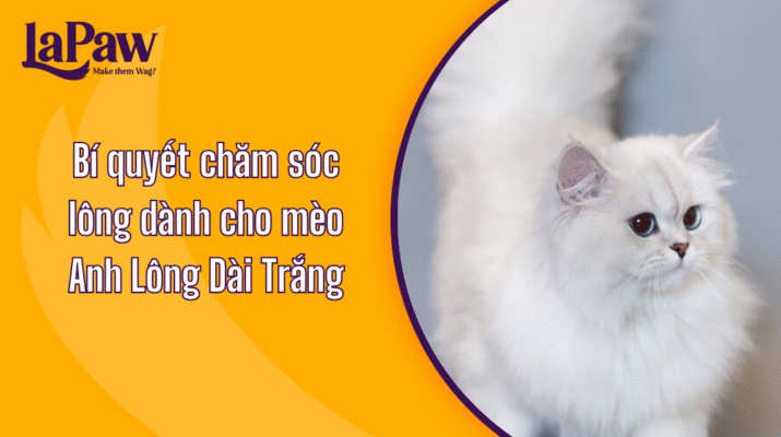 Mèo anh lông dài trắng