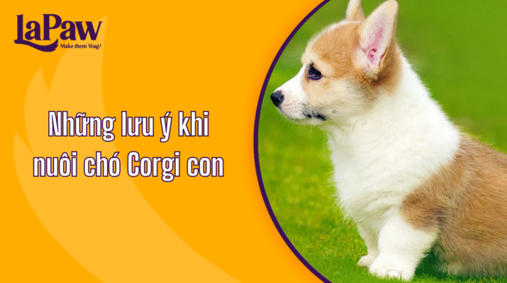 chó corgi con